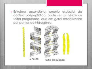

Estrutura secundária: arranjo espacial da
cadeia polipeptídica, pode ser
hélice ou
folha pregueada, que em geral estabilizadas
por pontes de hidrogênio.

-hélice

folha pregueada

 