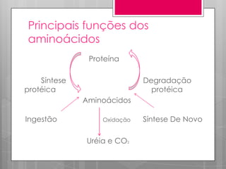 Principais funções dos
aminoácidos
Proteína
Síntese
protéica

Degradação
protéica
Aminoácidos

Ingestão

Oxidação

Uréia e CO2

Síntese De Novo

 