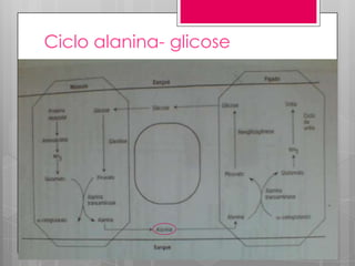 Ciclo alanina- glicose

 