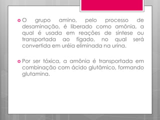 O

grupo
amino,
pelo
processo
de
desaminação, é liberado como amônia, a
qual é usada em reações de síntese ou
transportada ao fígado, no qual será
convertida em uréia eliminada na urina.

 Por

ser tóxica, a amônia é transportada em
combinação com ácido glutâmico, formando
glutamina.

 