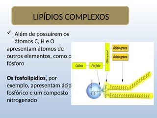  Além de possuírem os
átomos C, H e O
apresentam átomos de
outros elementos, como o
fósforo
Os fosfolipídios, por
exemplo, apresentam ácido
fosfórico e um composto
nitrogenado
LIPÍDIOS COMPLEXOS
 
