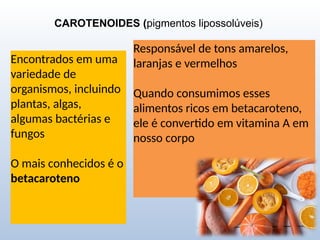 CAROTENOIDES (pigmentos lipossolúveis)
Encontrados em uma
variedade de
organismos, incluindo
plantas, algas,
algumas bactérias e
fungos
O mais conhecidos é o
betacaroteno
Responsável de tons amarelos,
laranjas e vermelhos
Quando consumimos esses
alimentos ricos em betacaroteno,
ele é convertido em vitamina A em
nosso corpo
 