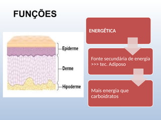 FUNÇÕES
ENERGÉTICA
Fonte secundária de energia
>>> tec. Adiposo
Mais energia que
carboidratos
 