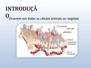 INTRODUÇÃ
O
 Ocorrem em todas as células animais ou vegetais
 