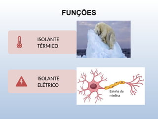 FUNÇÕES
ISOLANTE
TÉRMICO
ISOLANTE
ELÉTRICO
Bainha de
mielina
 