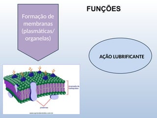 FUNÇÕES
Formação de
membranas
(plasmáticas/
organelas)
AÇÃO LUBRIFICANTE
 