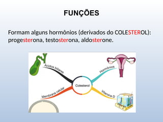 FUNÇÕES
Formam alguns hormônios (derivados do COLESTEROL):
progesterona, testosterona, aldosterone.
 
