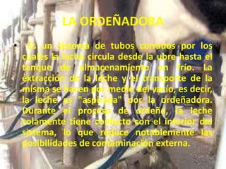 LA ORDEÑADORA
• Es un sistema de tubos cerrados por los
cuales la leche circula desde la ubre hasta el
tanque de almacenamiento en frío. La
extracción de la leche y el transporte de la
misma se hacen por medio del vacío, es decir,
la leche es "aspirada" por la ordeñadora.
Durante el proceso de ordeñe, la leche
solamente tiene contacto con el interior del
sistema, lo que reduce notablemente las
posibilidades de contaminación externa.
 