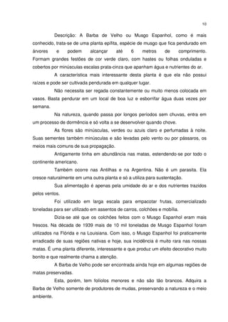 10


            Descrição: A Barba de Velho ou Musgo Espanhol, como é mais
conhecido, trata-se de uma planta epífita, espécie de musgo que fica pendurado em
árvores     e     podem     alcançar    até    6     metros     de        comprimento.
Formam grandes festões de cor verde claro, com hastes ou folhas onduladas e
cobertos por minúsculas escalas prata-cinza que apanham água e nutrientes do ar.
            A característica mais interessante desta planta é que ela não possui
raízes e pode ser cultivada pendurada em qualquer lugar.
            Não necessita ser regada constantemente ou muito menos colocada em
vasos. Basta pendurar em um local de boa luz e esborrifar água duas vezes por
semana.
            Na natureza, quando passa por longos períodos sem chuvas, entra em
um processo de dormência e só volta a se desenvolver quando chove.
            As flores são minúsculas, verdes ou azuis claro e perfumadas à noite.
Suas sementes também minúsculas e são levadas pelo vento ou por pássaros, os
meios mais comuns de sua propagação.
            Antigamente tinha em abundância nas matas, estendendo-se por todo o
continente americano.
            Também ocorre nas Antilhas e na Argentina. Não é um parasita. Ela
cresce naturalmente em uma outra planta e só a utiliza para sustentação.
            Sua alimentação é apenas pela umidade do ar e dos nutrientes trazidos
pelos ventos.
            Foi utilizado em larga escala para empacotar frutas, comercializado
toneladas para ser utilizado em assentos de carros, colchões e mobília.
            Dizia-se até que os colchões feitos com o Musgo Espanhol eram mais
frescos. Na década de 1939 mais de 10 mil toneladas de Musgo Espanhol foram
utilizados na Flórida e na Louisiana. Com isso, o Musgo Espanhol foi praticamente
erradicado de suas regiões nativas e hoje, sua incidência é muito rara nas nossas
matas. É uma planta diferente, interessante e que produz um efeito decorativo muito
bonito e que realmente chama a atenção.
            A Barba de Velho pode ser encontrada ainda hoje em algumas regiões de
matas preservadas.
            Esta, porém, tem folíolos menores e não são tão brancos. Adquira a
Barba de Velho somente de produtores de mudas, preservando a natureza e o meio
ambiente.
 