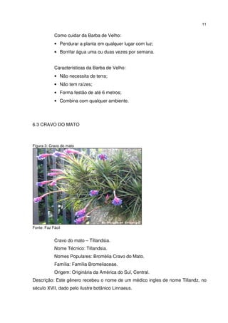 11


            Como cuidar da Barba de Velho:
            • Pendurar a planta em qualquer lugar com luz;
            • Borrifar água uma ou duas vezes por semana.


            Características da Barba de Velho:
            • Não necessita de terra;
            • Não tem raízes;
            • Forma festão de até 6 metros;
            • Combina com qualquer ambiente.




6.3 CRAVO DO MATO



Figura 3: Cravo do mato




Fonte: Faz Fácil


            Cravo do mato – Tillandsia.
            Nome Técnico: Tillandsia.
            Nomes Populares: Bromélia Cravo do Mato.
            Família: Família Bromeliaceae.
            Origem: Originária da América do Sul, Central.
Descrição: Este gênero recebeu o nome de um médico ingles de nome Tillandz, no
século XVII, dado pelo ilustre botânico Linnaeus.
 