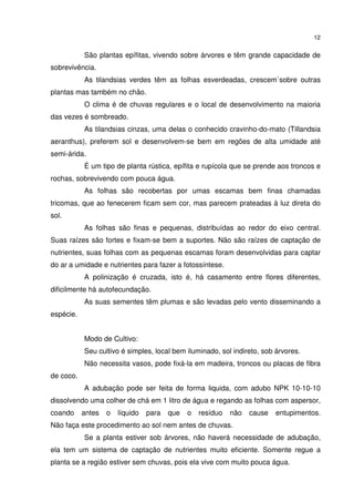 12


           São plantas epífitas, vivendo sobre árvores e têm grande capacidade de
sobrevivência.
           As tilandsias verdes têm as folhas esverdeadas, crescem`sobre outras
plantas mas também no chão.
           O clima é de chuvas regulares e o local de desenvolvimento na maioria
das vezes é sombreado.
           As tilandsias cinzas, uma delas o conhecido cravinho-do-mato (Tillandsia
aeranthus), preferem sol e desenvolvem-se bem em regões de alta umidade até
semi-árida.
           É um tipo de planta rústica, epífita e rupícola que se prende aos troncos e
rochas, sobrevivendo com pouca água.
           As folhas são recobertas por umas escamas bem finas chamadas
tricomas, que ao fenecerem ficam sem cor, mas parecem prateadas à luz direta do
sol.
           As folhas são finas e pequenas, distribuídas ao redor do eixo central.
Suas raízes são fortes e fixam-se bem a suportes. Não são raízes de captação de
nutrientes, suas folhas com as pequenas escamas foram desenvolvidas para captar
do ar a umidade e nutrientes para fazer a fotossíntese.
           A polinização é cruzada, isto é, há casamento entre flores diferentes,
dificilmente há autofecundação.
           As suas sementes têm plumas e são levadas pelo vento disseminando a
espécie.


           Modo de Cultivo:
           Seu cultivo é simples, local bem iluminado, sol indireto, sob árvores.
           Não necessita vasos, pode fixá-la em madeira, troncos ou placas de fibra
de coco.
           A adubação pode ser feita de forma liquida, com adubo NPK 10-10-10
dissolvendo uma colher de chá em 1 litro de água e regando as folhas com aspersor,
coando     antes   o   líquido   para   que   o   resíduo   não   cause   entupimentos.
Não faça este procedimento ao sol nem antes de chuvas.
           Se a planta estiver sob árvores, não haverá necessidade de adubação,
ela tem um sistema de captação de nutrientes muito eficiente. Somente regue a
planta se a região estiver sem chuvas, pois ela vive com muito pouca água.
 
