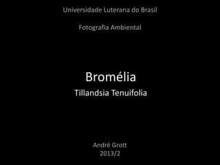 Universidade Luterana do Brasil
Fotografia Ambiental
Bromélia
Tillandsia Tenuifolia
André Grott
2013/2
 