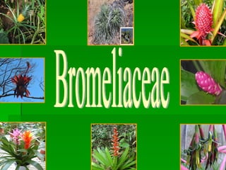 Bromeliaceae 