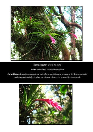 Nome popular: Cravo-do-mato
Nome científico: Tillandsia tenuifolia
Curiosidades: Espécie ameaçada de extinção, especialmente por causa do desmatamento
e coleta predatória (retirada excessiva de plantas do seu ambiente natural).
 