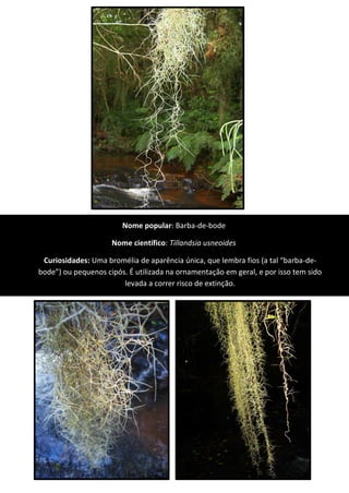 Nome popular: Barba-de-bode
Nome científico: Tillandsia usneoides
Curiosidades: Uma bromélia de aparência única, que lembra fios (a tal “barba-de-
bode”) ou pequenos cipós. É utilizada na ornamentação em geral, e por isso tem sido
levada a correr risco de extinção.
 