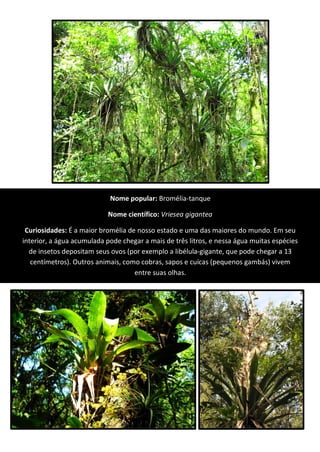 Nome popular: Bromélia-tanque
Nome científico: Vriesea gigantea
Curiosidades: É a maior bromélia de nosso estado e uma das maiores do mundo. Em seu
interior, a água acumulada pode chegar a mais de três litros, e nessa água muitas espécies
de insetos depositam seus ovos (por exemplo a libélula-gigante, que pode chegar a 13
centímetros). Outros animais, como cobras, sapos e cuícas (pequenos gambás) vivem
entre suas olhas.
 