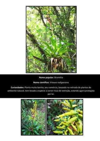 Nome popular: Bromélia
Nome científico: Vriesea rodigasiana
Curiosidades: Planta muito bonita; seu comércio, baseado na retirada de plantas do
ambiente natural, tem levado a espécie a correr risco de extinção, estando agora protegida
por lei.
 