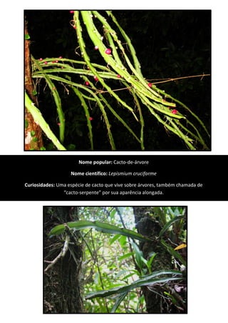 Nome popular: Cacto-de-árvore
Nome científico: Lepismium cruciforme
Curiosidades: Uma espécie de cacto que vive sobre árvores, também chamada de
“cacto-serpente” por sua aparência alongada.
 