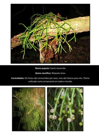 Nome popular: Cacto-macarrão
Nome científico: Rhipsalis teres
Curiosidades: Os frutos são consumidos por aves, mas são tóxicos para nós. Planta
cultivada como ornamental em todo o mundo.
 