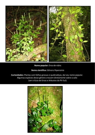 Nome popular: Erva-de-vidro
Nome científico: Gênero Peperomia
Curiosidades: Plantas com folhas grossas e quebradiças, daí seu nome popular.
Algumas espécies desse gênero crescem diretamente sobre o solo
(ver o Guia de Ervas e Arbustos da PV-Sul).
 