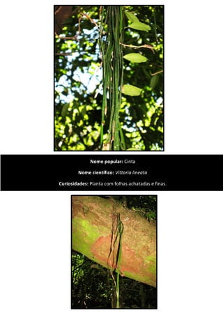 Nome popular: Cinta
Nome científico: Vittaria lineata
Curiosidades: Planta com folhas achatadas e finas.
 