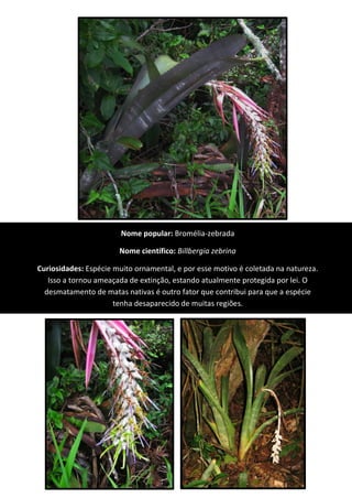 Nome popular: Bromélia-zebrada
Nome científico: Billbergia zebrina
Curiosidades: Espécie muito ornamental, e por esse motivo é coletada na natureza.
Isso a tornou ameaçada de extinção, estando atualmente protegida por lei. O
desmatamento de matas nativas é outro fator que contribui para que a espécie
tenha desaparecido de muitas regiões.
 