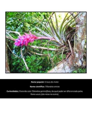 Nome popular: Cravo-do-mato
Nome científico: Tillandsia stricta
Curiosidades: Parecida com Tillandsia geminiflora, da qual pode ser diferenciada pelas
flores azuis (são rosas na outra).
 