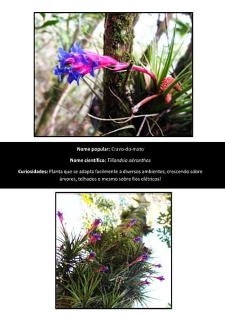 Nome popular: Cravo-do-mato
Nome científico: Tillandsia aëranthos
Curiosidades: Planta que se adapta facilmente a diversos ambientes, crescendo sobre
árvores, telhados e mesmo sobre fios elétricos!
 