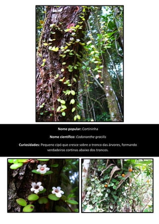 Nome popular: Cortininha
Nome científico: Codonanthe gracilis
Curiosidades: Pequeno cipó que cresce sobre o tronco das árvores, formando
verdadeiras cortinas abaixo dos troncos.
 