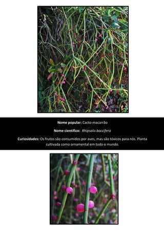 Nome popular: Cacto-macarrão
Nome científico: Rhipsalis baccifera
Curiosidades: Os frutos são consumidos por aves, mas são tóxicos para nós. Planta
cultivada como ornamental em todo o mundo.
 