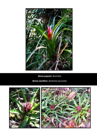 Nome popular: Bromélia
Nome científico: Aechmea recurvata
 