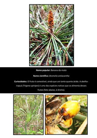 Nome popular: Banana-do-mato
Nome científico: Bromelia antiacantha
Curiosidades: O fruto é comestível, ainda que um tanto quanto ácido. A abelha-
irapuá (Trigona spinipes) é uma das espécies nativas que se alimenta desses
frutos (foto abaixo, à direita).
 