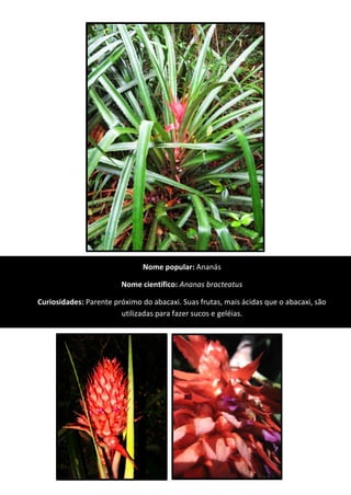 Nome popular: Ananás
Nome científico: Ananas bracteatus
Curiosidades: Parente próximo do abacaxi. Suas frutas, mais ácidas que o abacaxi, são
utilizadas para fazer sucos e geléias.
 