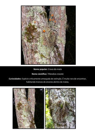 Nome popular: Cravo-do-mato
Nome científico: Tillandsia crocata
Curiosidades: Espécie criticamente ameaçada de extinção. É muito rara de encontrar,
habitando troncos de árvores dentro de matas.
 