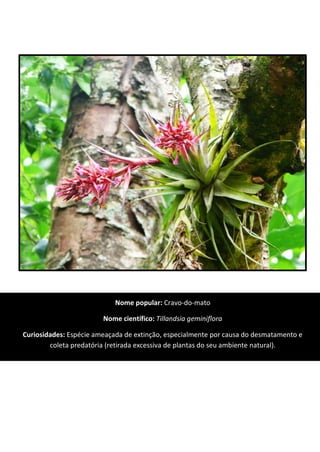 Nome popular: Cravo-do-mato
Nome científico: Tillandsia geminiflora
Curiosidades: Espécie ameaçada de extinção, especialmente por causa do desmatamento e
coleta predatória (retirada excessiva de plantas do seu ambiente natural).
 