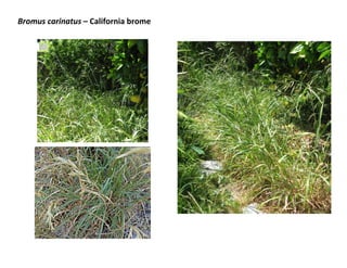 Bromus carinatus – California brome

 
