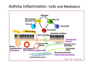 Asthma Inflammation: Cells and Mediators
Source: Peter J. Barnes, MD
 