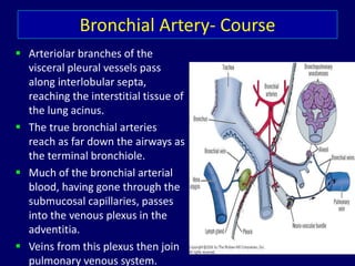 Bronchial Artery- Course
 Arteriolar branches of the
visceral pleural vessels pass
along interlobular septa,
reaching the interstitial tissue of
the lung acinus.
 The true bronchial arteries
reach as far down the airways as
the terminal bronchiole.
 Much of the bronchial arterial
blood, having gone through the
submucosal capillaries, passes
into the venous plexus in the
adventitia.
 Veins from this plexus then join
pulmonary venous system.
 