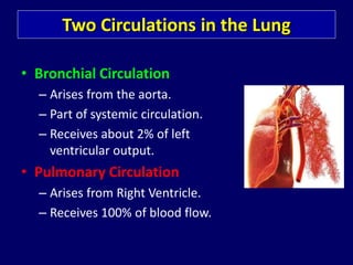 Two Circulations in the Lung
• Bronchial Circulation
– Arises from the aorta.
– Part of systemic circulation.
– Receives about 2% of left
ventricular output.
• Pulmonary Circulation
– Arises from Right Ventricle.
– Receives 100% of blood flow.
 