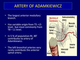 ARTERY OF ADAMKIEWICZ
 The largest anterior medullary
branch.
 Has variable origin from T5 –L5
level, but most commonly from
T8 – L1 level.
 In 5 % of population Rt. IBT
contributes to artery of
Adamkiewicz.
 The left bronchial arteries very
rarely contribute the anterior
spinal artery.
 