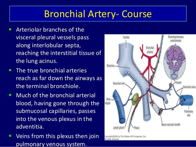 Bronchial Artery Anatomy - Anatomy Drawing Diagram