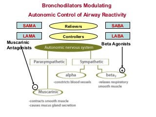 Bronchodilators Modulating
Autonomic Control of Airway Reactivity
Beta Agonists
+
Muscarinic
Antagonists
-
LABA
SABA
LAMA
SAMA Relievers
Controllers
 