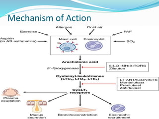 Mechanism of Action 
 