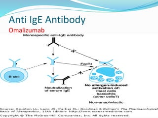 Anti IgE Antibody 
Omalizumab 
 