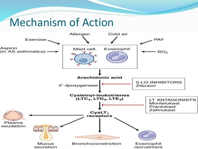 CV Pharmacology | Atropine (Muscarinic Receptor Antagonist)