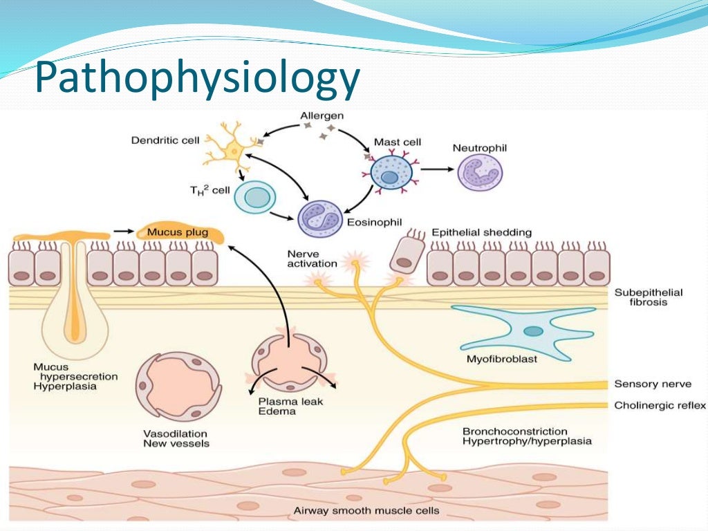 Bronchial asthma pharmacology