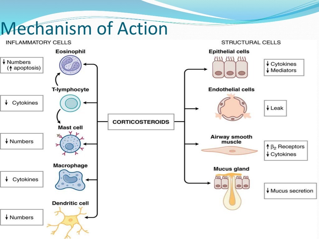 Bronchial asthma pharmacology
