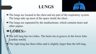 LUNGS
The lungs are located in the chest and are part of the respiratory system.
The lungs take up most of the space inside the chest.
The lungs are separated by the mediastinum, which contains heart and
other organs.
LOBES:-
The left lung has two lobes. The heart sits in groove in the lower lobe.
[cardiac notch]
The right lung has three lobes and is slightly larger than the left lung.
 