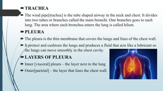 TRACHEA
 The wind pipe[trachea] is the tube shaped airway in the neck and chest. It divides
into two tubes or branches called the main bronchi. One branches goes to each
lung. The area where each bronchus enters the lung is called hilum.
PLEURA
 The pleura is the thin membrane that covers the lungs and lines of the chest wall.
 It protect and cushions the lungs and produces a fluid that acts like a lubricant so
the lungs can move smoothly in the chest cavity.
LAYERS OF PLEURA
 Inner [visceral] pleura – the layer next to the lung
 Outer[parietal] – the layer that lines the chest wall.
 