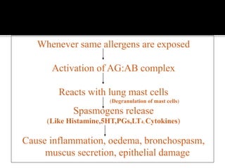 Whenever same allergens are exposed
Activation of AG:AB complex
Reacts with lung mast cells
(Degranulation of mast cells)
Spasmogens release
(Like Histamine,5HT,PGs,LT4, Cytokines)
Cause inflammation, oedema, bronchospasm,
muscus secretion, epithelial damage
 